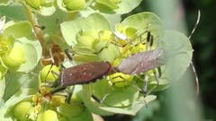 Dicranocephalus albipes