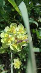 Dicranocephalus albipes