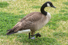 Branta canadensis
