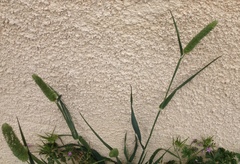 Phalaris brachystachys