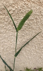 Phalaris brachystachys