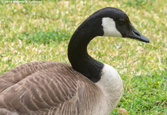 Branta canadensis