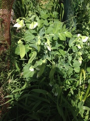 Lathyrus ochrus