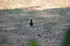 Acridotheres javanicus