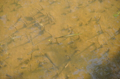 Zenarchopterus buffonis