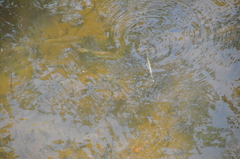 Zenarchopterus buffonis