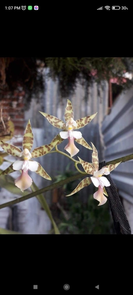 Oncidium hastatum