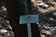 Podocarpus polystachyus