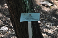 Podocarpus polystachyus