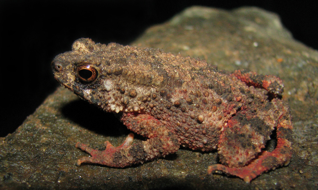 Beddome's Toad