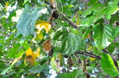 Dioscorea sansibarensis