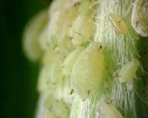 Aphis kurosawai