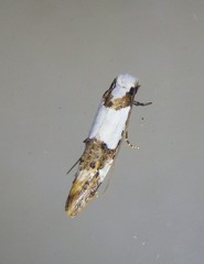 Monopis meliorella