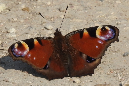 Aglais io
