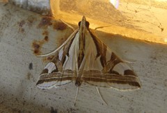 Agrioglypta excelsalis