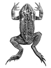 Small-Eared Toad photo 2