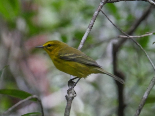 Vitelline Warbler (Setophaga vitellina), photo 5
