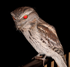 Tawny Frogmouth photo 2