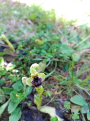 Ophrys bombyliflora