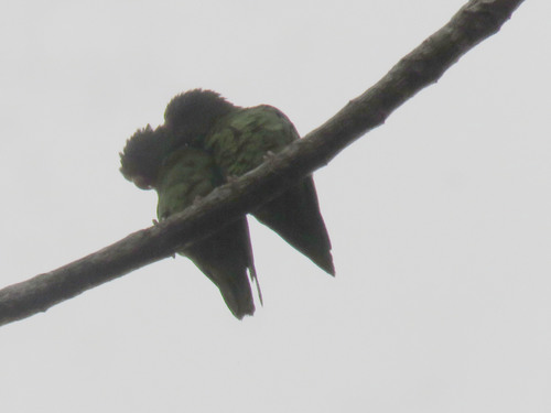 Dusky-billed Parrotlet illustration