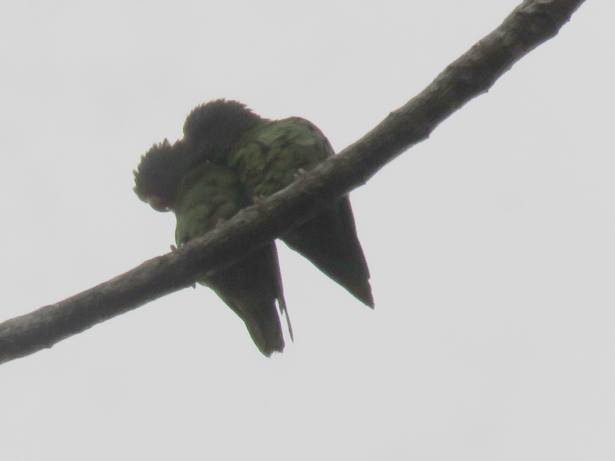 Dusky-billed Parrotlet (Forpus modestus)