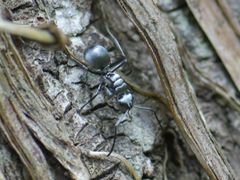 Polyrhachis schlueteri