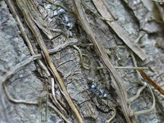 Polyrhachis schlueteri