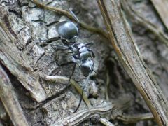 Polyrhachis schlueteri