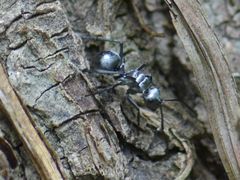 Polyrhachis schlueteri