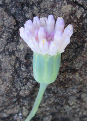 Emilia transvaalensis image