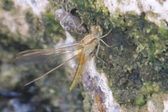 Crocothemis