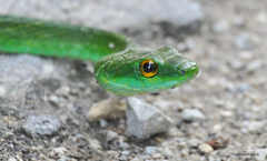 Leptophis ahaetulla