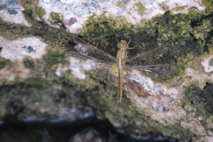 Crocothemis