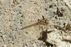 Crocothemis