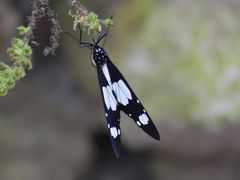 Amauris ochlea ochlea