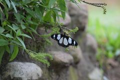 Amauris ochlea ochlea