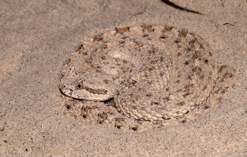 Sidewinder in November 2023 by Oonagh · iNaturalist