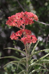 Crassula perfoliata