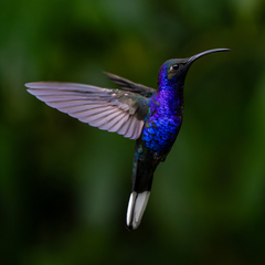 Violet Sabrewing photo 3