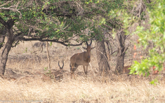 Alcelaphus buselaphus lelwel