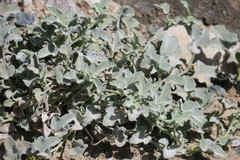 Cucumis prophetarum