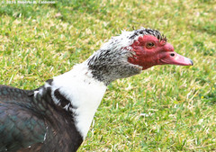 Cairina moschata domestica