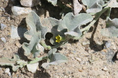 Cucumis prophetarum