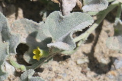 Cucumis prophetarum