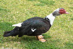 Cairina moschata domestica