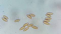 Austroboletus subflavidus image