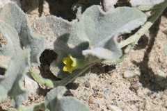 Cucumis prophetarum