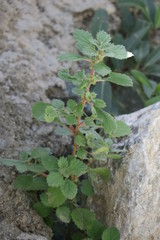 Forsskaolea tenacissima