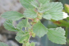 Forsskaolea tenacissima