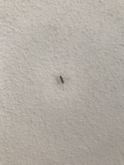 Culex pipiens